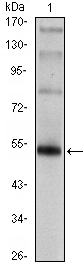 FOXP3 Antibody - Western blot using FOXP3 monoclonal antibody against FOXP3(AA: 2-193)-hIgGFc transfected HEK293 cell.