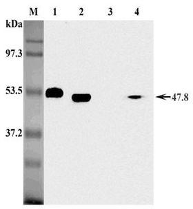 FOXP3 Antibody - Western blot analysis of mouse Foxp3 using anti-Foxp3 (mouse), mAb(MF333F) at 1:2,000 dilution. 1. Recombinant mouse Foxp3 (His-tagged). 2.Transfected mouse Foxp3 full length cell lysate (HEK 293). 3. Mock Transfected HEK293 cell lysate. 4. PHA- treated mouse T cell (CD4+) lysate.