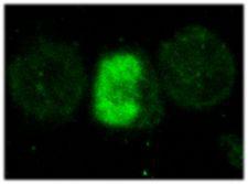 FOXP3 Antibody - Immunofluorescent imaging of activated mouse CD4+ T cells with anti-FOXP3 (mouse), mAb (MF333F) which recognizes mouse FOXP3 in the nucleus.