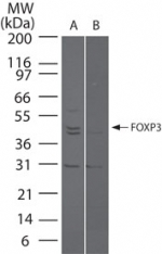 FOXP3 Antibody - Western blot ofFOXP3 in (A) FOXP3 transfected and (B) mock transfected cell lysate using Polyclonal Antibody to FOXP3/Scurfin at5 ug/ml.