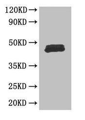 FOXP3 Antibody - Western Blot Positive WB detected in: Mouse skeletal muscle All lanes: FOXP3 antibody at 3µg/ml Secondary Goat polyclonal to rabbit IgG at 1/50000 dilution Predicted band size: 48, 44, 50, 45 kDa Observed band size: 48 kDa