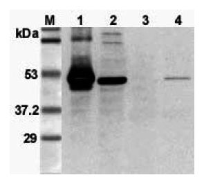 FOXP3 Antibody - Western blot analysis using anti-FOXP3 (mouse), pAb at 1:3000 dilution. 1: Mouse FOXP3 (His-tagged). 2: Transfected mouse FOXP3 cell lysate (HEK 293). 3: Mouse T lymphocyte (CD4+) cell lysate. 4: PHA treated mouse T cell (CD4+) cell lysate.