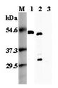 FOXP3 Antibody - Western blot analysis using anti-FOXP3 (mouse), pAb at 1:5000 dilution. 1: Mouse FOXP3 (His-tagged). 2: Transfected mouse FOXP3 cell lysate (HEK 293). 3: Transfected vector only cell lysate.
