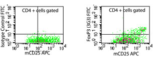 FOXP3 Antibody - Flow cytometry of FOXP3 in mouse splenocytes stimulated with anti-mCD3 and rmIL-2 for 48 hours using isotype control (left) and antibody (right) at 0.5 ug/10^6 cells. This image was taken for the unconjugated form of this product. Other forms have not been tested.