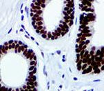 FOXP3 Antibody - IHC of FOXP3 on FFPE Tonsil tissue. This image was taken for the unmodified form of this product. Other forms have not been tested.