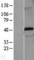 FOXP3 Protein - Western validation with an anti-DDK antibody * L: Control HEK293 lysate R: Over-expression lysate