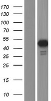 FOXP3 Protein - Western validation with an anti-DDK antibody * L: Control HEK293 lysate R: Over-expression lysate