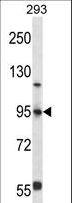 FOXP4 Antibody - FOXP4 Antibody western blot of 293 cell line lysates (35 ug/lane). The FOXP4 antibody detected the FOXP4 protein (arrow).