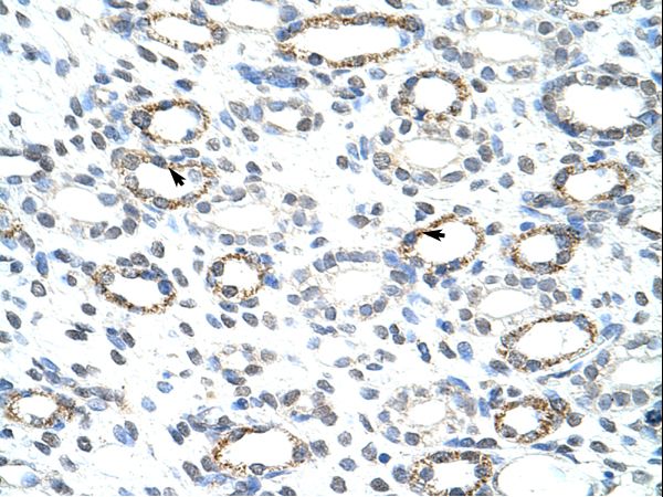 FOXQ1 Antibody - FOXQ1 antibody ARP39755_T100-NP_150285-FOXQ1 (forkhead box Q1) Antibody was used in IHC to stain formalin-fixed, paraffin-embedded human kidney.  This image was taken for the unconjugated form of this product. Other forms have not been tested.