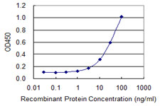FOXQ1 Antibody - Detection limit for recombinant GST tagged FOXQ1 is 1 ng/ml as a capture antibody.
