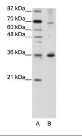 FOXQ1 Antibody - A: Marker, B: HepG2 Cell Lysate.  This image was taken for the unconjugated form of this product. Other forms have not been tested.