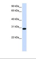 FOXR1 Antibody - Fetal heart lysate. Antibody concentration: 1.0 ug/ml. Gel concentration: 12%.  This image was taken for the unconjugated form of this product. Other forms have not been tested.