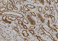 FOXR1 Antibody - 1:100 staining human kidney tissue by IHC-P. The sample was formaldehyde fixed and a heat mediated antigen retrieval step in citrate buffer was performed. The sample was then blocked and incubated with the antibody for 1.5 hours at 22°C. An HRP conjugated goat anti-rabbit antibody was used as the secondary.