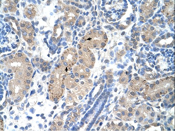 FOXR2 Antibody - FOXR2 antibody ARP42812_T100-NP_940853-FOXR2(forkhead box R2) Antibody was used in IHC to stain formalin-fixed, paraffin-embedded human kidney.  This image was taken for the unconjugated form of this product. Other forms have not been tested.