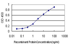 FOXR2 Antibody - Detection limit for recombinant GST tagged FOXR2 is approximately 0.1 ng/ml as a capture antibody.