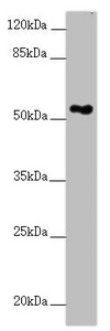 FOXRED1 Antibody - Western blot All Lanes: FOXRED1 antibody at 5.28 ug/ml+ A549 whole cell lysate Secondary Goat polyclonal to rabbit IgG at 1/10000 dilution Predicted band size: 54,31,53 kDa Observed band size: 54 kDa