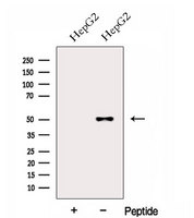 FOXRED1 Antibody - Western blot analysis of extracts of HepG2 cells using FOXRED1 antibody. The lane on the left was treated with blocking peptide.