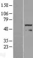 FOXRED1 Protein - Western validation with an anti-DDK antibody * L: Control HEK293 lysate R: Over-expression lysate