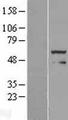 FOXRED1 Protein - Western validation with an anti-DDK antibody * L: Control HEK293 lysate R: Over-expression lysate