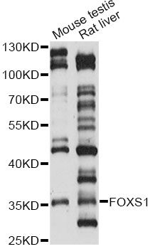 FOXS1 Antibody - Western blot analysis of extracts of various cell lines, using FOXS1 antibody at 1:1000 dilution. The secondary antibody used was an HRP Goat Anti-Rabbit IgG (H+L) at 1:10000 dilution. Lysates were loaded 25ug per lane and 3% nonfat dry milk in TBST was used for blocking. An ECL Kit was used for detection and the exposure time was 60s.