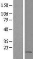 FOXS1 Protein - Western validation with an anti-DDK antibody * L: Control HEK293 lysate R: Over-expression lysate