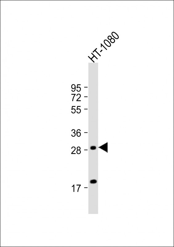 FP / PTGFR Antibody - Anti-PTGFR Antibody (Center) at 1:2000 dilution + HT-1080 whole cell lysate Lysates/proteins at 20 ug per lane. Secondary Goat Anti-Rabbit IgG, (H+L), Peroxidase conjugated at 1:10000 dilution. Predicted band size: 40 kDa. Blocking/Dilution buffer: 5% NFDM/TBST.
