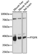 FP / PTGFR Antibody - Western blot analysis of extracts of various cell lines, using PTGFR antibody at 1:1000 dilution. The secondary antibody used was an HRP Goat Anti-Rabbit IgG (H+L) at 1:10000 dilution. Lysates were loaded 25ug per lane and 3% nonfat dry milk in TBST was used for blocking. An ECL Kit was used for detection and the exposure time was 90s.