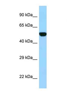 FPGS Antibody - FPGS antibody Western blot of Fetal Heart lysate. Antibody concentration 1 ug/ml.  This image was taken for the unconjugated form of this product. Other forms have not been tested.