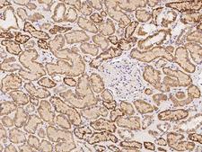 FPGS Antibody - Immunochemical staining of human FPGS in human kidney with rabbit polyclonal antibody at 1:500 dilution, formalin-fixed paraffin embedded sections.