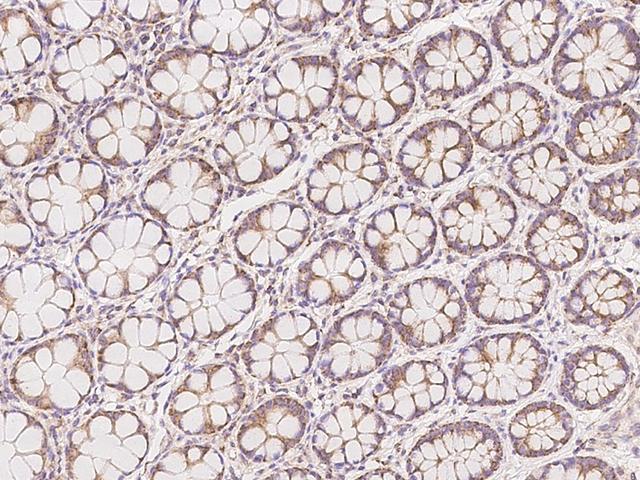 FPGS Antibody - Immunochemical staining of human FPGS in human rectum with rabbit polyclonal antibody at 1:500 dilution, formalin-fixed paraffin embedded sections.