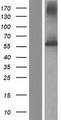 FPGS Protein - Western validation with an anti-DDK antibody * L: Control HEK293 lysate R: Over-expression lysate