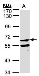 FPGT Antibody - Sample (30 ug of whole cell lysate). A: Raji. 7.5% SDS PAGE. FPGT antibody diluted at 1:500