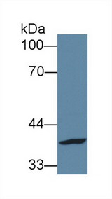 FPGT Antibody - Western Blot; Sample: Human A431 cell lysate; Primary Ab: 1µg/ml Rabbit Anti-Mouse FPGT Antibody Second Ab: 0.2µg/mL HRP-Linked Caprine Anti-Rabbit IgG Polyclonal Antibody