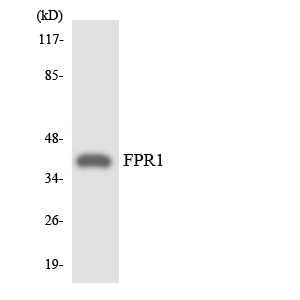 FPR1 / FPR Antibody - Western blot analysis of the lysates from COLO205 cells using FPR1 antibody.