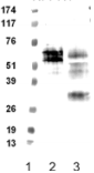 FPR1 / FPR Antibody - Alkali-stripped membranes from rFPR-expressing CHO cells (lane 2) and degranulated human neutrophils (lane 3) blotted with FPR1/2 Monoclonal Antibody.