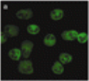FPR1 / FPR Antibody - Methanol-fixed human neutrophils stained with FPR1/2 Monoclonal Antibody.