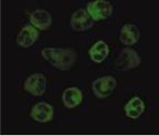 FPR1 / FPR Antibody - Methanol-fixed human neutrophils stained with FPR1 Monoclonal Antibody.
