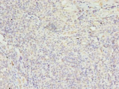 FPR1 / FPR Antibody - Immunohistochemistry of paraffin-embedded human tonsil using antibody at dilution of 1:100.