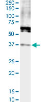 FPR2 / FPRL1 Antibody - FPR2 monoclonal antibody (M02), clone 2D8. Western Blot analysis of FPR2 expression in HeLa NE.