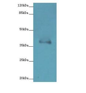 FPR2 / FPRL1 Antibody - Western blot. All lanes: FPR2 antibody at 1 ug/ml+ K562 whole cell lysate Goat polyclonal to rabbit at 1:10000 dilution. Predicted band size: 39 kDa. Observed band size: 39 kDa.