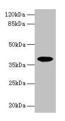 FPR2 / FPRL1 Antibody - Western blot All lanes: FPR2 antibody at 1µg/ml + K562 whole cell lysate Secondary Goat polyclonal to rabbit IgG at 1/10000 dilution Predicted band size: 39 kDa Observed band size: 39 kDa