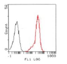 FPR2 / FPRL1 Antibody - Flow cytometry of HL-60 cells using Formyl Peptide Receptor-like 1 (FPRL1, Formyl Peptide Receptor 2, FPR2, FMLP R I, FMLP R II, FMLP-related Receptor I, FMLPX, FPR2A, FPRH1, FPRH2, HM63, Lipoxin A4 Receptor, LXA4 Receptor, LXA4R, RFP) (red) compared with non-specific negative control antibody (black).