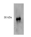 FPR2 / FPRL1 Antibody - Western blot of HL-60 cell extract.
