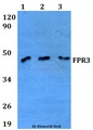 FPR3 / FPRL2 Antibody - Western blot of FPR3 antibody at 1:500 dilution. Lane 1: A549 whole cell lysate. Lane 2: sp2/0 whole cell lysate. Lane 3: PC12 whole cell lysate.
