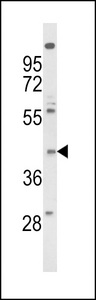 FPR3 / FPRL2 Antibody - Western blot of FPRL2 Antibody in NCI-H460 cell line lysates (35 ug/lane). FPRL2 (arrow) was detected using the purified antibody.