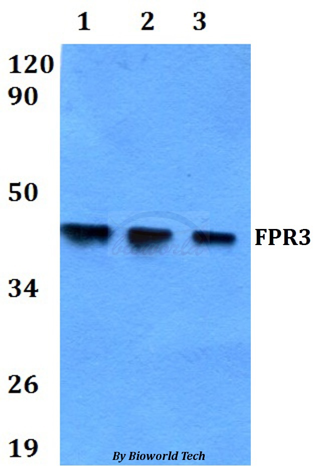 FPR3 / FPRL2 Antibody - Western blot of FPR3 antibody at 1:500 dilution. Lane 1: HEK293T whole cell lysate. Lane 2: A549 whole cell lysate. Lane 3: PC12 whole cell lysate.