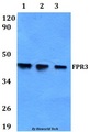 FPR3 / FPRL2 Antibody - Western blot of FPR3 antibody at 1:500 dilution. Lane 1: HEK293T whole cell lysate. Lane 2: A549 whole cell lysate. Lane 3: PC12 whole cell lysate.