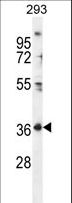 FR4 / Folate Receptor 4 Antibody - FOLR4 Antibody western blot of 293 cell line lysates (35 ug/lane). The FOLR4 antibody detected the FOLR4 protein (arrow).