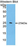FR4 / Folate Receptor 4 Antibody - Western blot of recombinant FOLR4.  This image was taken for the unconjugated form of this product. Other forms have not been tested.