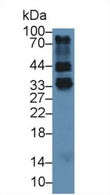 FR4 / Folate Receptor 4 Antibody - Western Blot; Sample: Mouse Thymus lysate; Primary Ab: 3µg/ml Rabbit Anti-Mouse FOLR4 Antibody Second Ab: 0.2µg/mL HRP-Linked Caprine Anti-Rabbit IgG Polyclonal Antibody